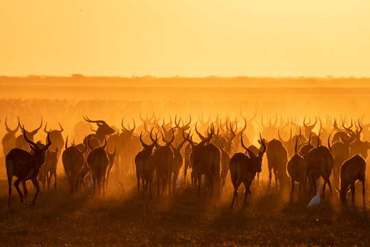 A huge herd of black lechwe fills the open grassland in the Bangweulu Wetlands in Zambia. 