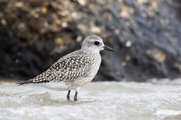 The grey plover or black-bellied plover (Pluvialis squatarola). Shorebirds, waders, Italy.