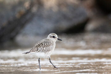 The grey plover or black-bellied plover (Pluvialis squatarola). Shorebirds, waders, Italy.