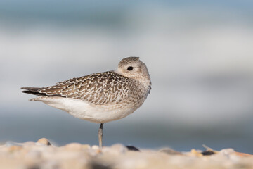 The grey plover or black-bellied plover (Pluvialis squatarola). Shorebirds, waders, Italy.