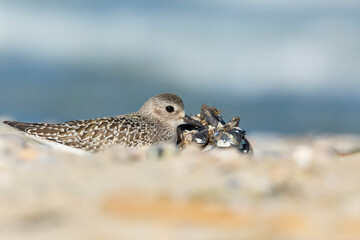 The grey plover or black-bellied plover (Pluvialis squatarola). Shorebirds, waders, Italy.