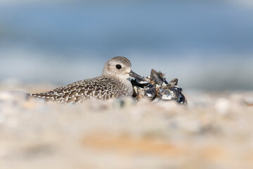 The grey plover or black-bellied plover (Pluvialis squatarola). Shorebirds, waders, Italy.
