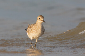 The grey plover or black-bellied plover (Pluvialis squatarola). Shorebirds, waders, Italy.
