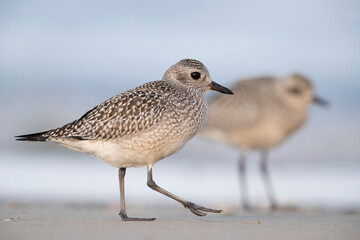 The grey plover or black-bellied plover (Pluvialis squatarola). Shorebirds, waders, Italy.