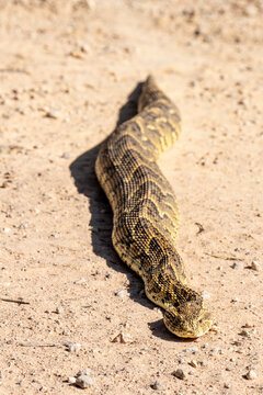 A puff adder crossing the road in Kafue National Park in Zambia.