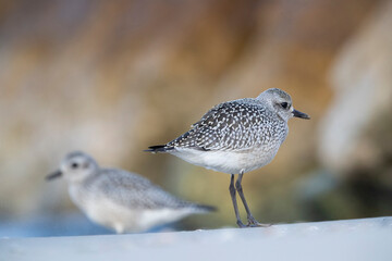 The grey plover or black-bellied plover (Pluvialis squatarola). Shorebirds, waders, Italy.