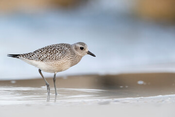 The grey plover or black-bellied plover (Pluvialis squatarola). Shorebirds, waders, Italy.