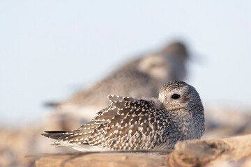 The grey plover or black-bellied plover (Pluvialis squatarola). Shorebirds, waders, Italy.