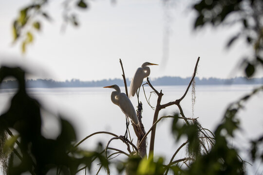 Two egrets at lake hancock