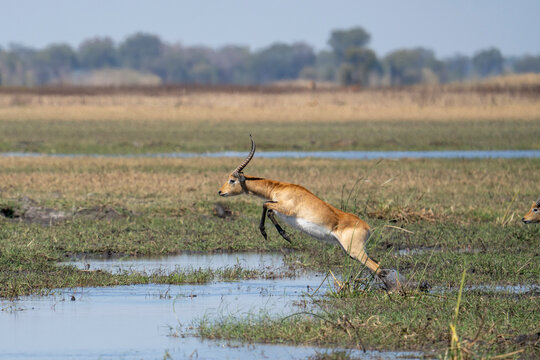 A male lechwe leaps and splashes to cross the water channel in the Busanga Plains in Kafue National Park in Zambia.