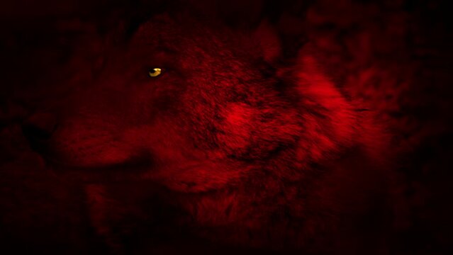 Wolf Red With Yellow Eyes