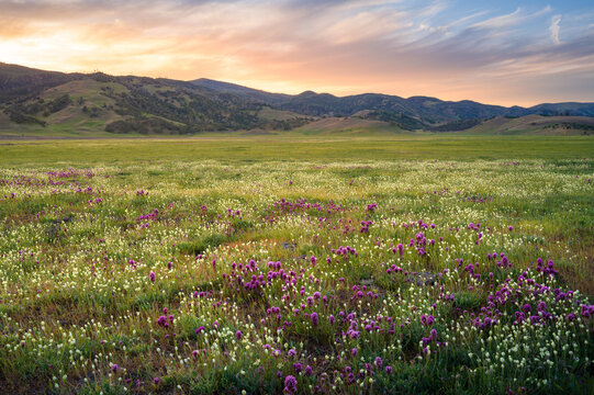 A photo of the 2022 wildflower bloom in the Central Valley of California.