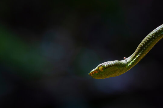 Portrait of Large-eyed Pit Viper (Cryptelytrops macrops). Nakai-Nam Theun National Protected Area. Laos.