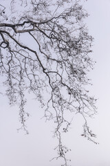 Silhouette des arbres dans la brume