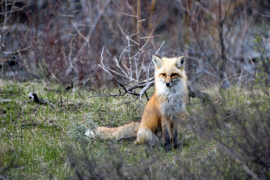 A Fox Near Spread Creek