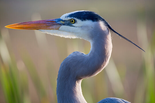 Portrait of a great blue heron - Powered by Adobe