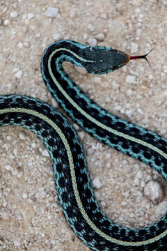 Common Florida garter snake