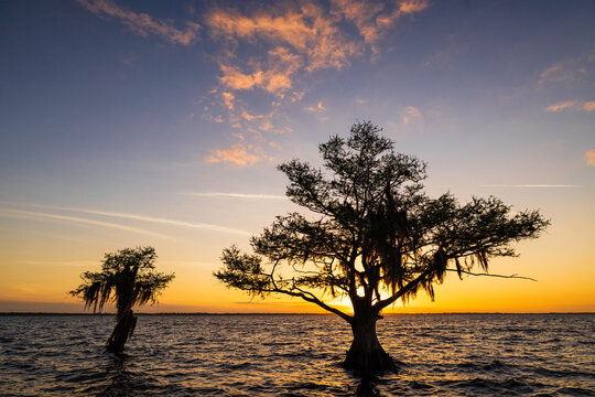 Cypress trees at sunrise on Blue Cypress Lake in Vero Beach, Florida. 