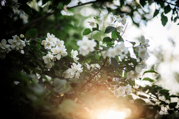 A densely blooming jasmine bush at sunset. Sweet-smelling white flowers. White fragrant...