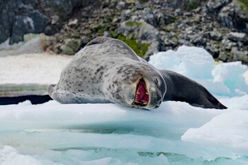 Cute sleeping leopard seal on an ice platform in Antarctica