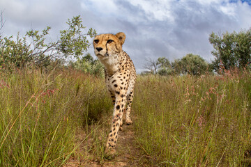 A cheetah makes a permanent at a sanctuary in Namibia. 