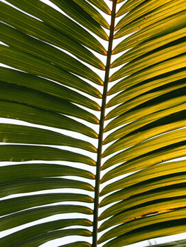 A giant leaf of a palm tree with the sky in the background. Santa Barbara, California, USA.