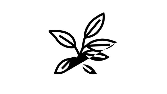 ebony leaf line icon animation