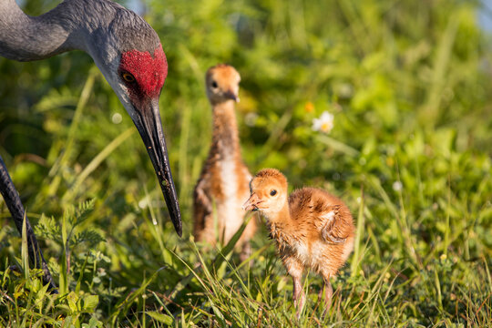 Sandhill crane with chicks at Circle B Bar preserve