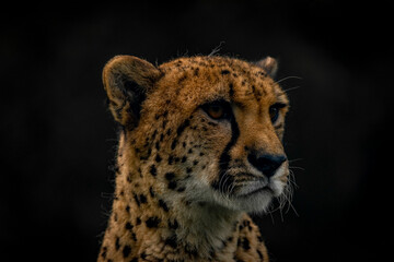 Cheetah animal in color autumn cloudy dark day