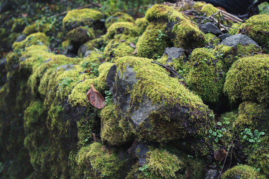 Green wet moss on rough rock stones, selective focus.