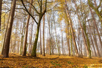 Morning in autumn forest. Foggy atmosphere.