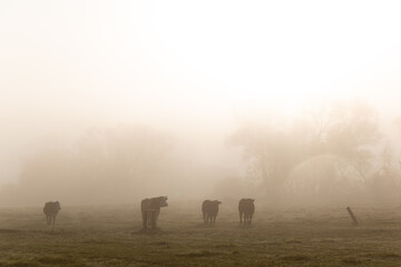 Cows grazing on autumn morning pasture. Foggy mood, colorful warm light.