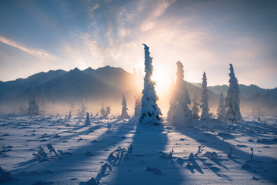 Sun Coming Over Snow Covered Tree 