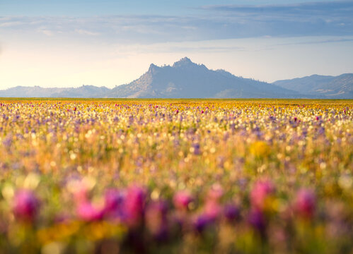 Wildflower field in evening sunlight, Central Valley, California.