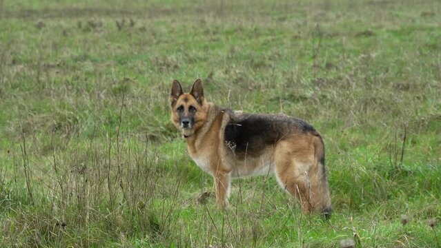 beautiful german shepherd alsation (Canis lupus familiaris) bitch in a chalk grassland meadow