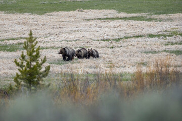 bear with two two year old cubs