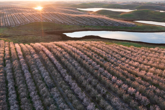 Endless almond orchards in full bloom, in the Central Valley, California. 
