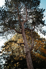 Pine trees, autumn, autumn leaves, forest