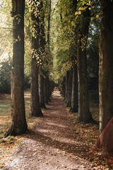 Autumn leaves, alley of trees, autumn, Wentworth Castle, Sout Yorkshire, England, Uk