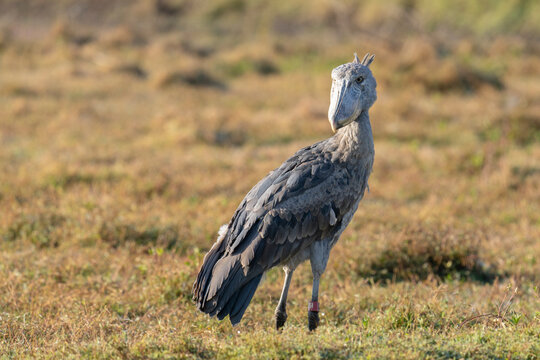 A Juvenile Shoebill Stork.