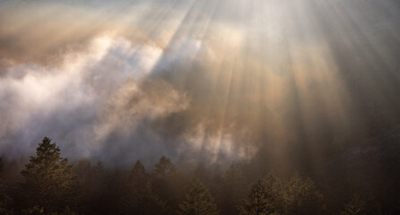 Foggy forest with light bursting through, Marin County, California.