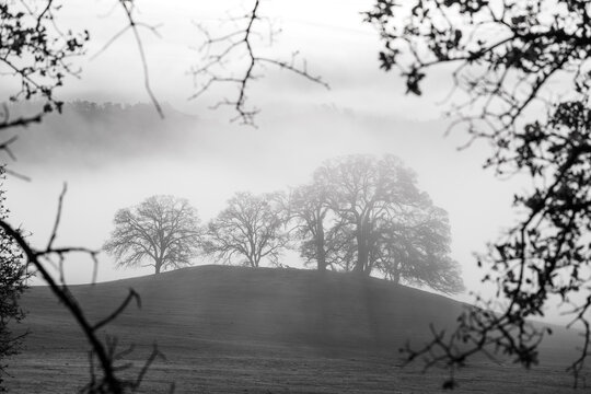Oak trees in morning fog, Central Valley, California.