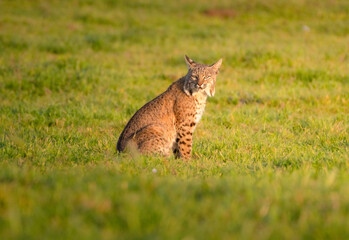Bobcat in meadow, Point Reyes National Seashore, California