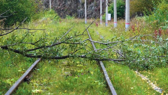 The tree fell on the railway tracks after the storm in the foresta. A dangerous situation as a prerequisite for a train wreck