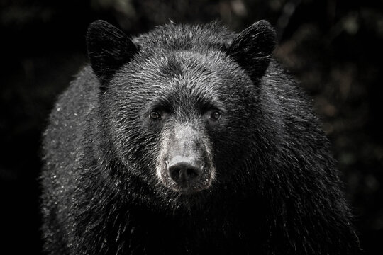 Black bear in the Great Bear Rainforest, British Columbia, Canada. 