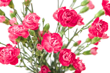 Mini carnations isolated on white background. Pink mini carnations with buds in early spring time.