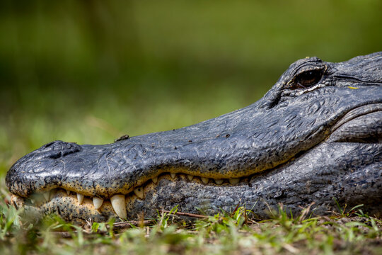 American alligator blocking trail in the Fakahatchee