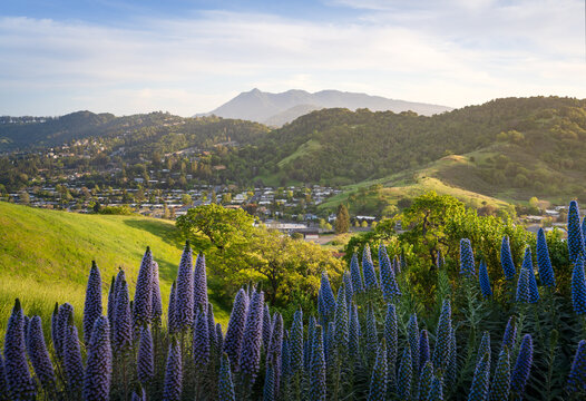 Beautiful springtime scene in Terra Linda, San Rafael, California.