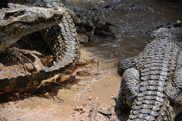 Majestic and dangerous crocodile, photo taken in a crocodile sanctuary. Kuba