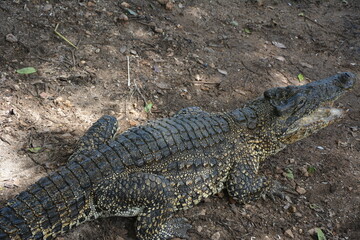 A close encounter with a crocodile and its teeth